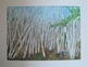 Belair Forest