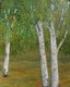 Birches