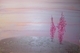 Fireweed 2023