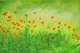 Golden Poppies
