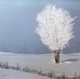 Manitoba Frost