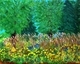 Native Garden at the Forks