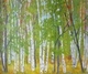 Rainbows in the Woods
