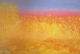 Yellow Field